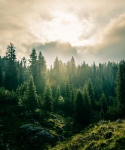 Fototapeta Krása přírody