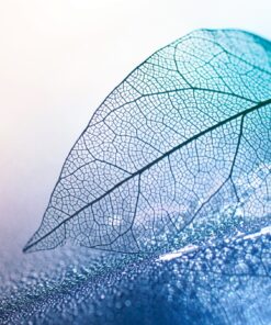 Fototapeta Transparent Leaf