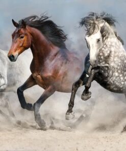 Fototapeta Kobie in the Run