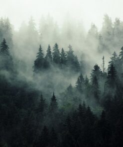 Fototapeta Mysterious Misty Forest