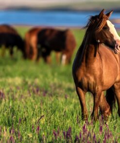 Fototapeta Koně na pastvě 2