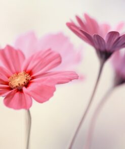 Samolepka na stěnu Růžové pastelové květiny