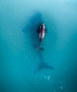Fototapeta Dvě velryby 2