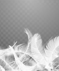 Fototapeta White Delicate Feathers