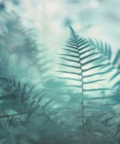 Fototapeta Fern Leaves 3