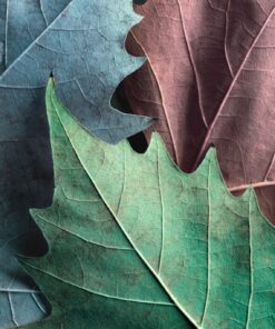 Fototapeta Tři listy 2