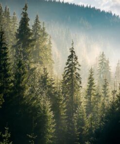 Fototapeta Stromy na kopci