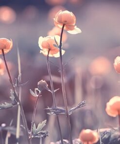 Fototapeta Kvetoucí máky