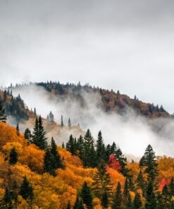 Fototapeta Barevný les 2