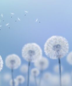 Fototapeta Bílé pampelišky 2