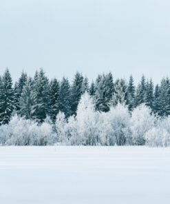 Fototapeta Snowy forest