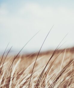 Fototapeta Solar Leaves