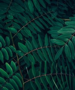 Samolepka na stěnu Listy kapradin