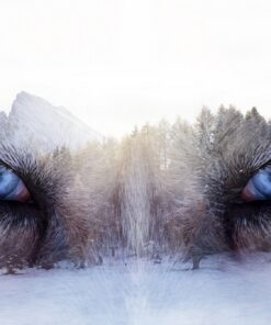 Fototapeta Vlčí oči