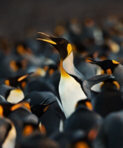 Fototapeta Stádo tučňáků