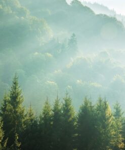 Fototapeta Ranní paprsky v lese