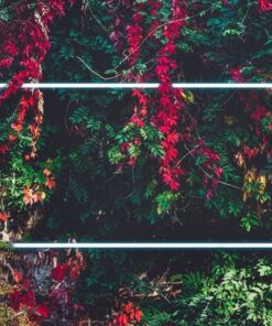 Fototapeta Červený břečťan