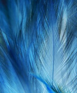 Fototapeta Błękitne Pióra