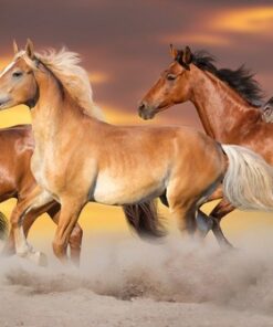 Fototapeta Majestic Horses