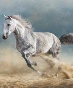 Fototapeta Bílý kůň