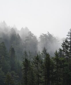 Fototapeta Dark Forest 3