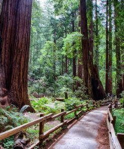Fototapeta Cesta v lese