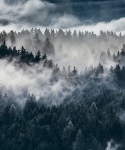 Fototapeta Las we mgle