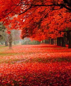 Fototapeta Červený podzim