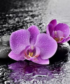 Fototapeta Orchidej na vodě