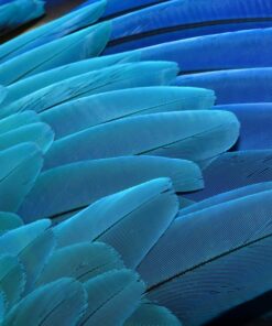 Fototapeta Modré peří 7