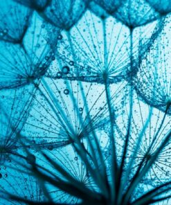 Fototapeta Modré pampelišky