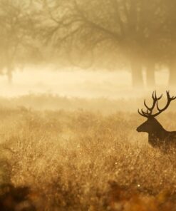 Fototapeta Deer at Dawn