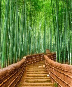 Fototapeta Bambusový les 2