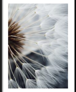 Bílá Pampeliška Plakát