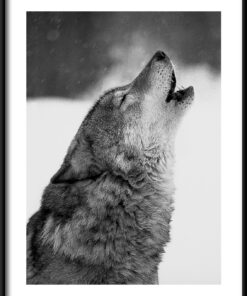 Plakát Vyjící vlk