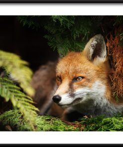 Plakát krčící se liška