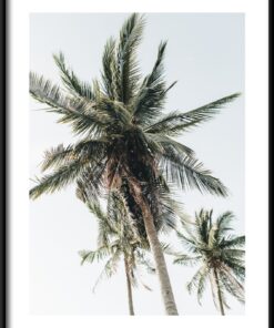 Vysoké palmy plakát