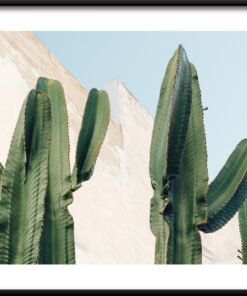 Plakát Kaktus U Zdi