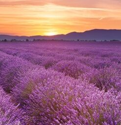 Fototapeta Krása Provence