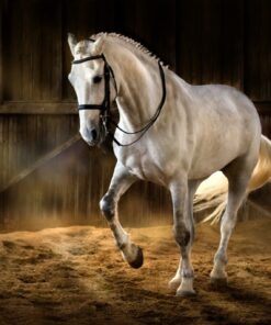 Fototapeta Tančící kůň