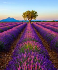 Fototapeta Levandulový strom