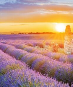 Fototapeta Lavender Endless