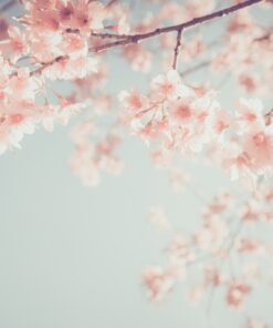 Fototapeta Japonská třešeň