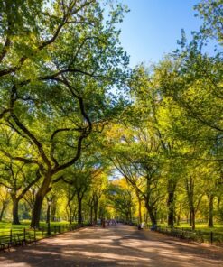 Fototapeta Central Park
