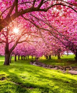 Fototapeta Cherry Blast