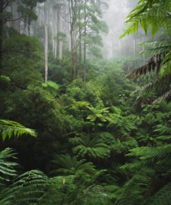 Fototapeta Hustý les 2