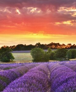 Fototapeta Rostoucí levandule