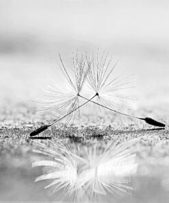 Fototapeta Dvě pampelišky