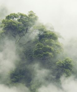 Fototapeta Japonská džungle