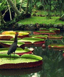 Fototapeta Majestátní pták